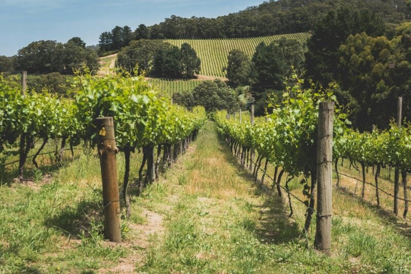 Greenhill Wines Vineyard