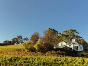 Hahndorf Hill Cellar Door nestled on the estate vineyard.