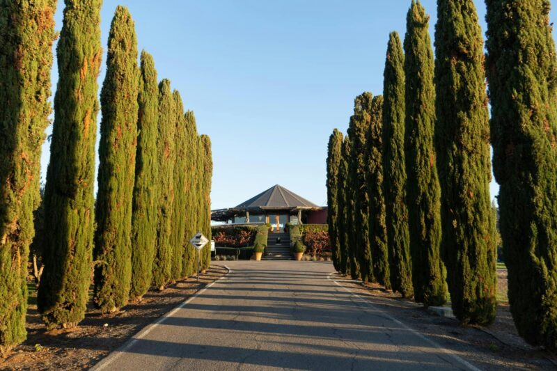 drive into cellar door with tall pines
