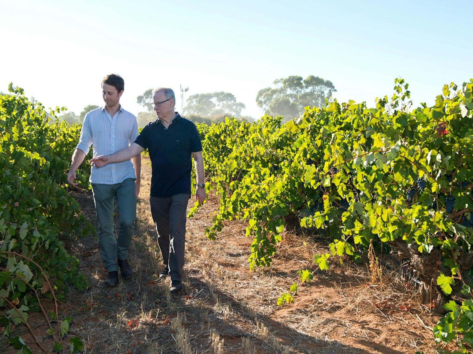 A picture of Tim and John Duval walking through a vineyard