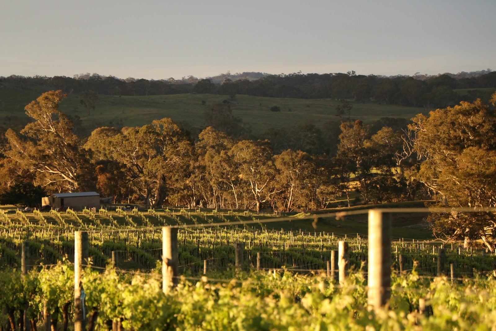 Vines and Views from Boongarrie Estate