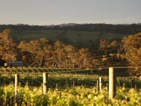 Vines and Views from Boongarrie Estate