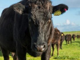 A magnificent looking Angas beef steer looking directly at the camera. He has a yellow number tag.