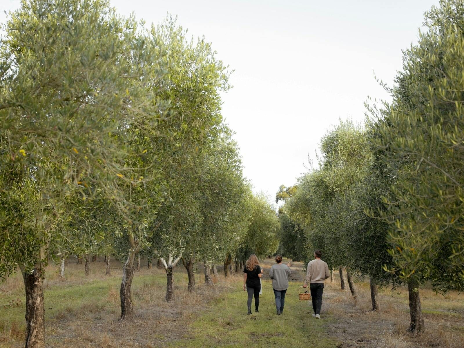 Visistors enjoying and informative grove tour at Peninsula Providore learning about olive growing
