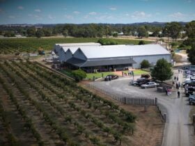 Rosenvale Vineyards - Planted 1935