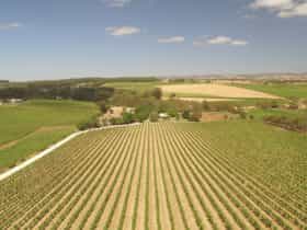 Seize the Day Wines vineyard Seppeltsfield Barossa Valley