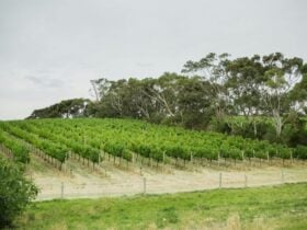 View of lush rows of grape vines on a hill with gum trees in the background