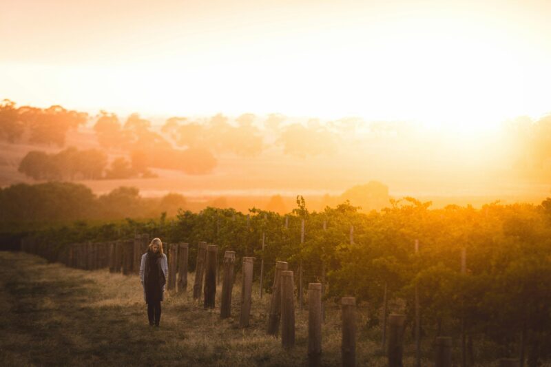Sunset over the vineyard at Taylors Wines in the Clare Valley