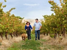 Walking in our vineyards