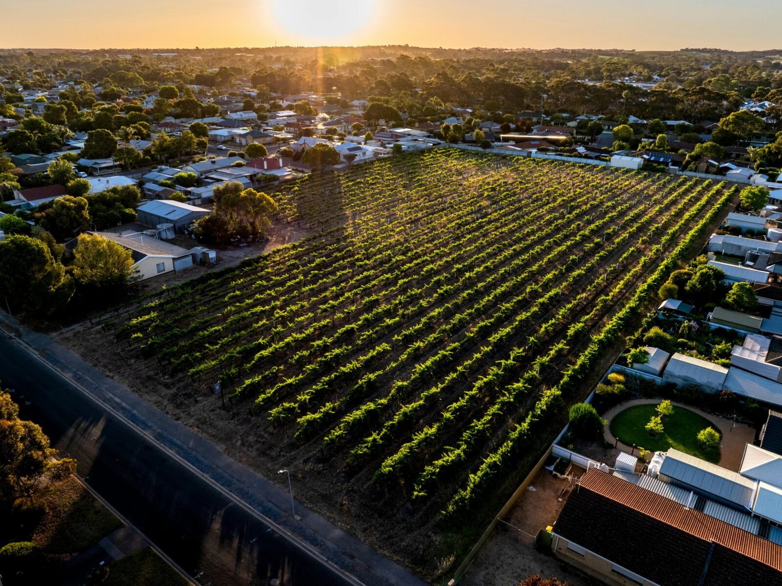WELLAND VINEYARD