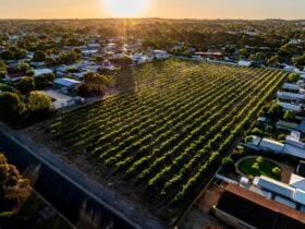 WELLAND VINEYARD