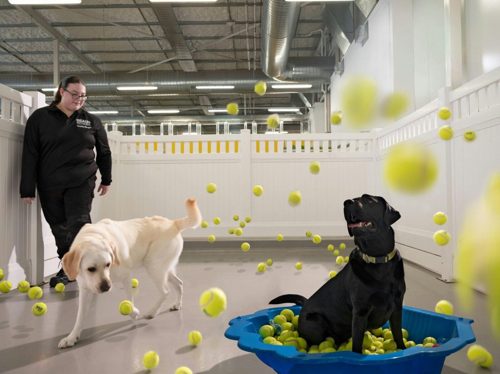 Two labradors play in the Doggy DayCare play pen with a staff member, surrounded by tennis balls.