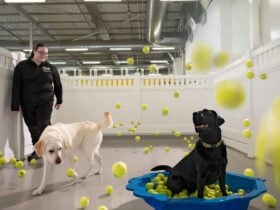 Two labradors play in the Doggy DayCare play pen with a staff member, surrounded by tennis balls.