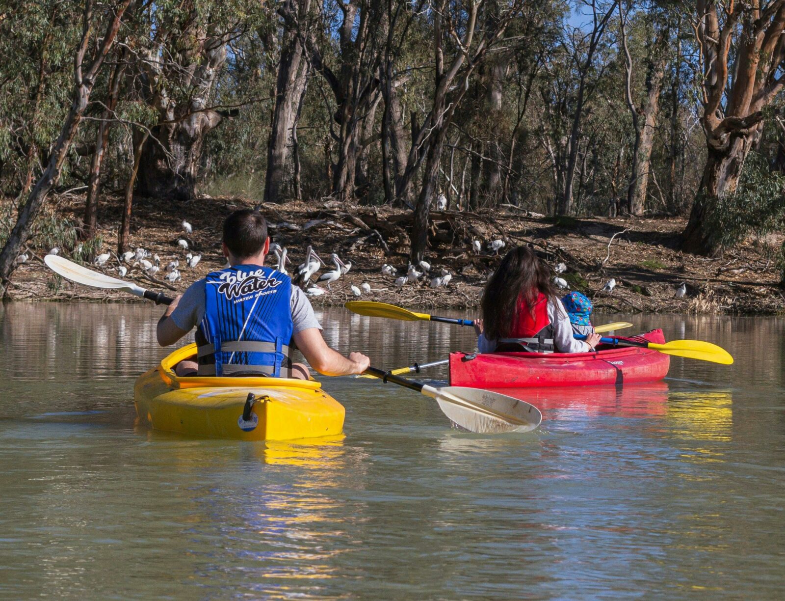 Convenient parking and kayak hire situated right on Renmark