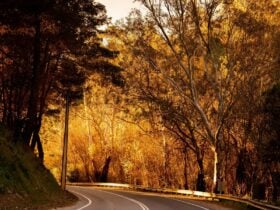 A winding Adelaide Hills road with orange autumn trees