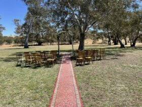 gum trees