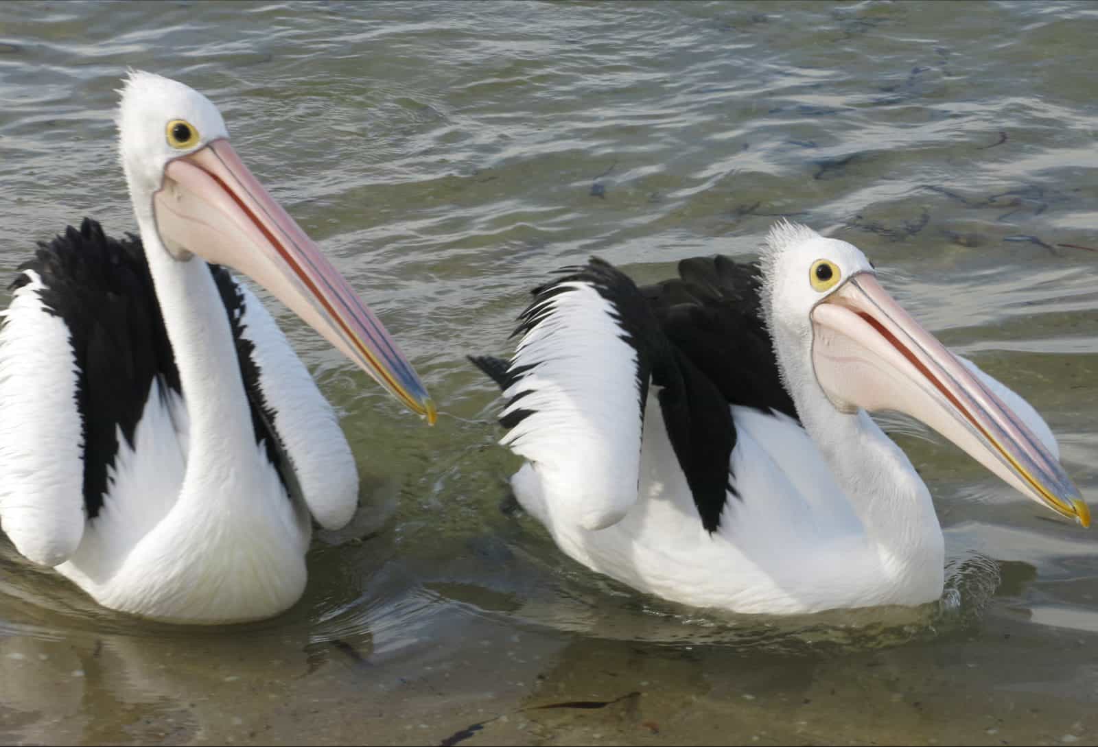 Chinaman Wells, Yorke Peninsula