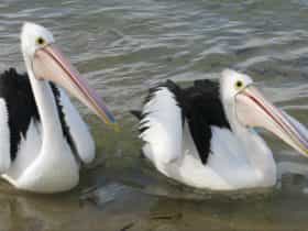 Chinaman Wells, Yorke Peninsula