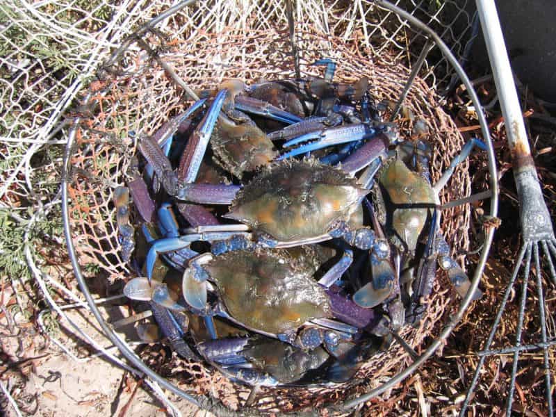 Pine Point, Yorke Peninsula, South Australia