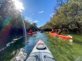 A tour group explores the hidden mangrove channels