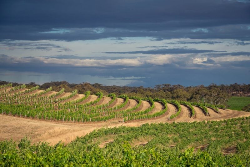 A beautiful organic vineyard to explore by 4WD