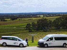 All Barossa Tours vehicles
