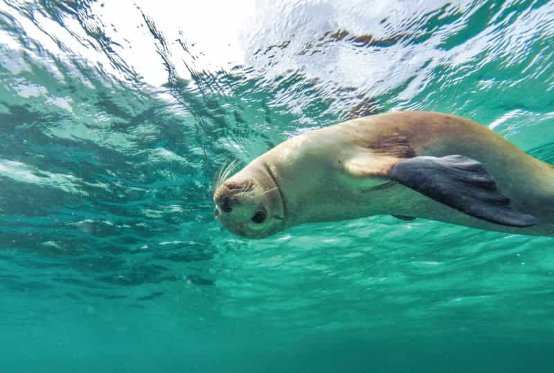 Sealions
