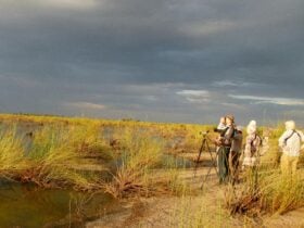 Birdwatching tour with Bellbird Tours