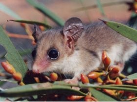 Pigmy Possum at Calperum Station