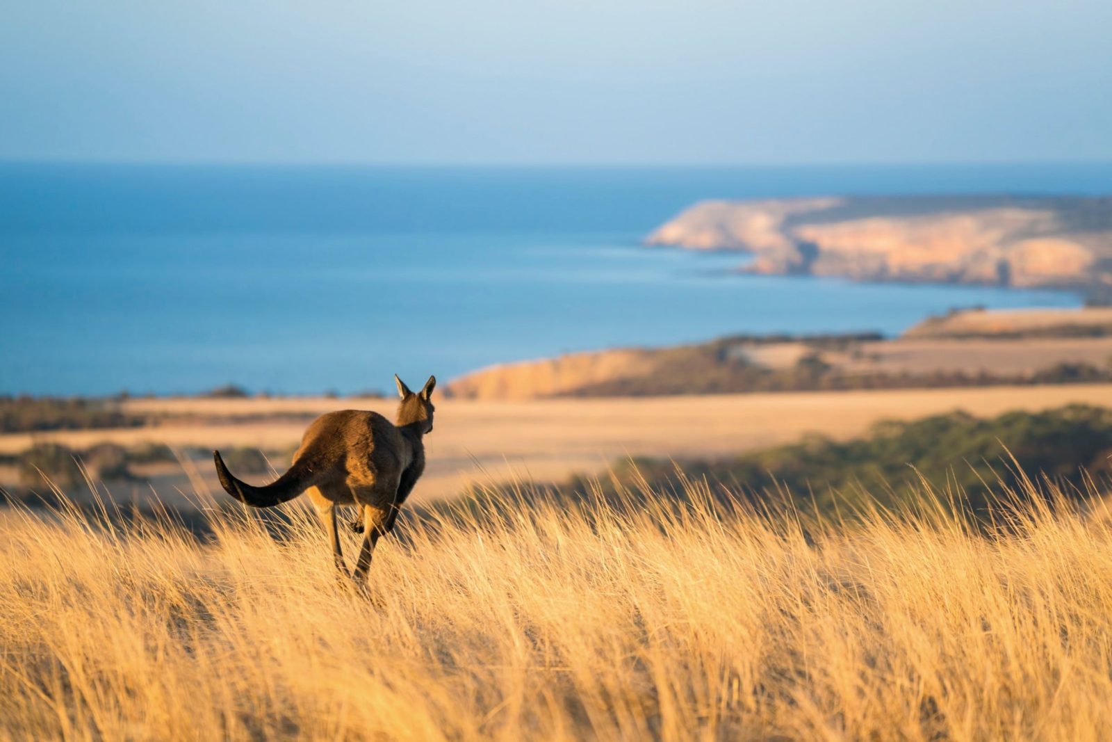 Kangaroo Island