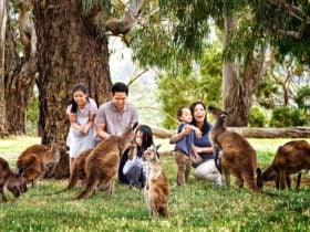 Hand feeding kangaroos at Cleland