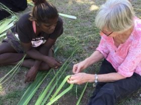 Learning to strip Pandanus