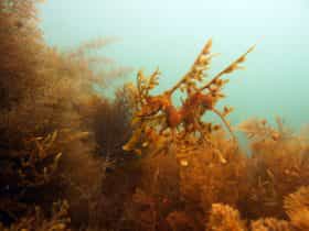Diving Adelaide