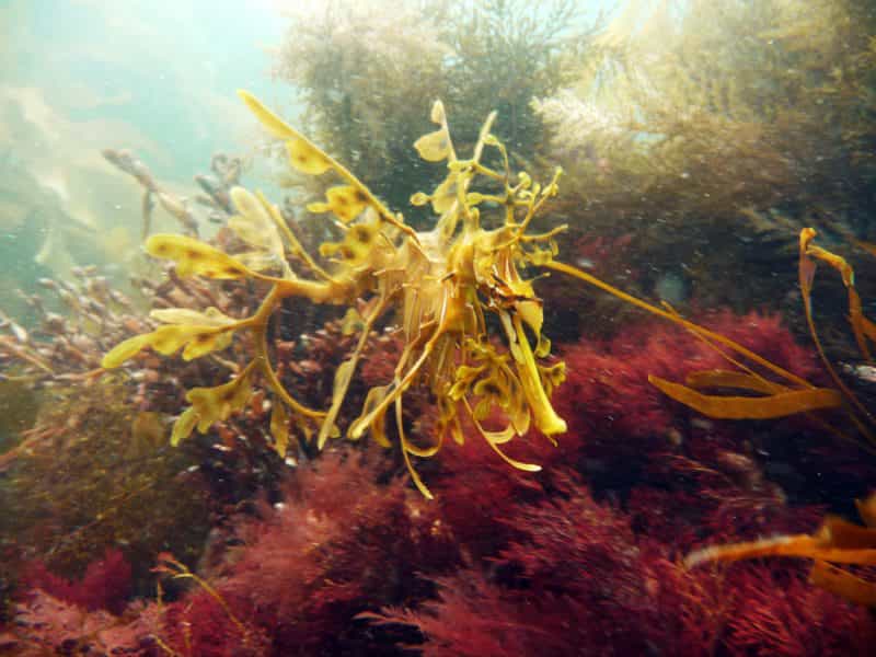 Leafy Sea Dragon - Diving Adelaide