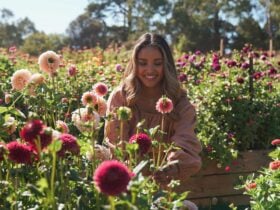 Amba cutting dahlia flowers