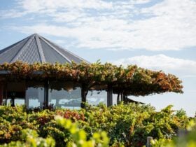 cellar door 270 degree views