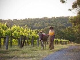 Girl walking with a donkey wearing a flower necklace in a vineyard
