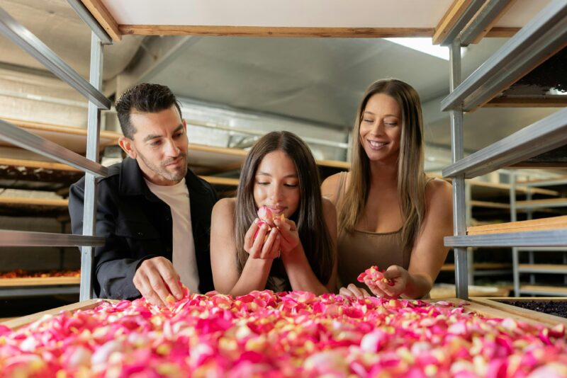 Freshly Handpicked Rose Petals