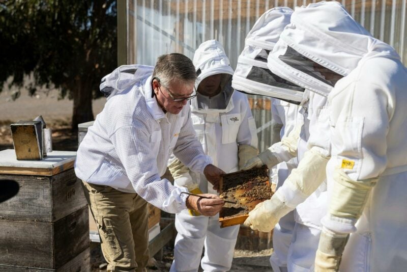 Showing Bees - Sealink Shoot