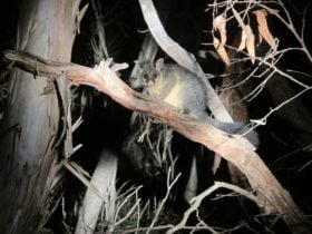 Possum