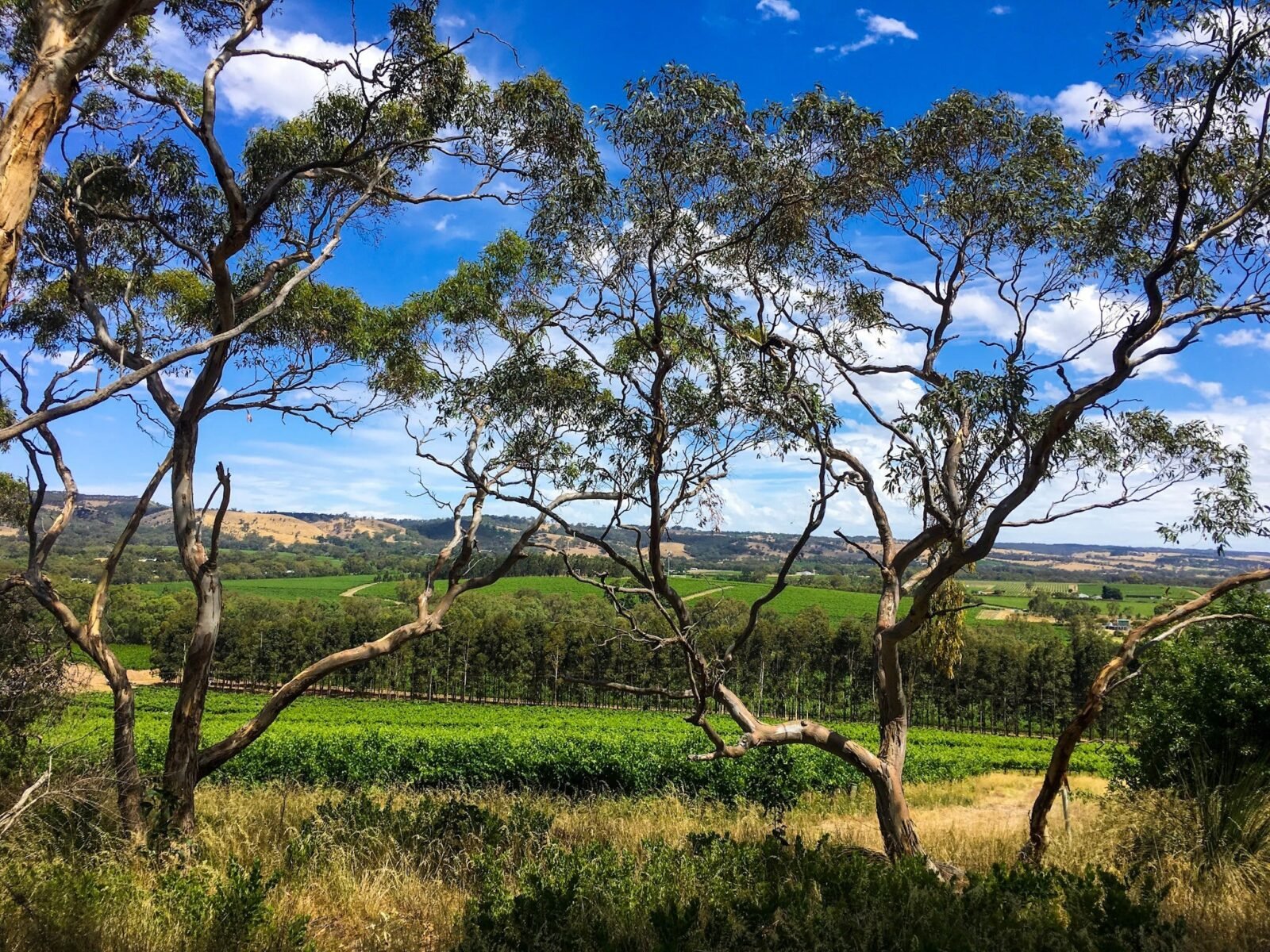 Views along the Karawatha Cottages Food & Wine Walk