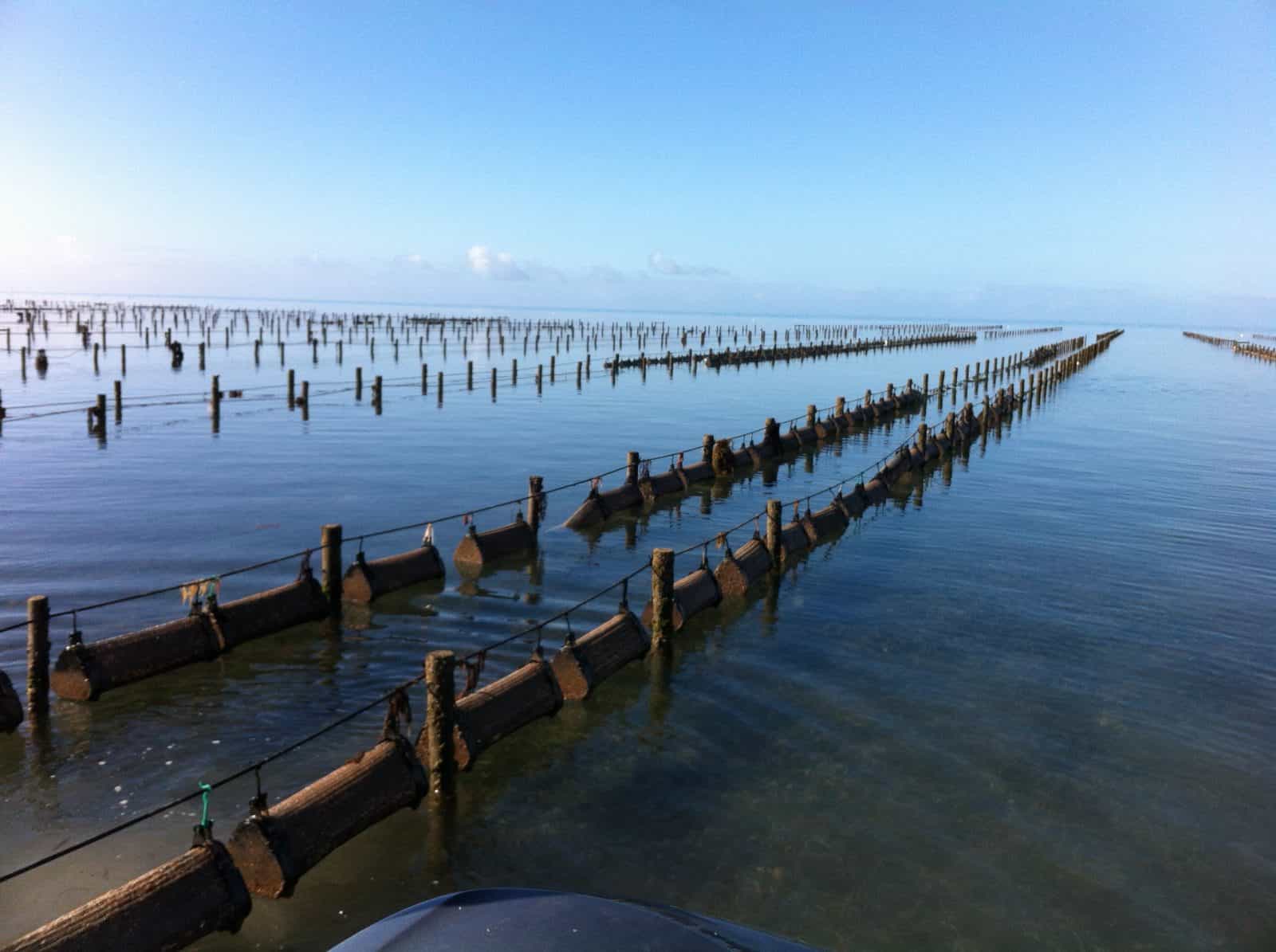 Serenity aquaculture oysters