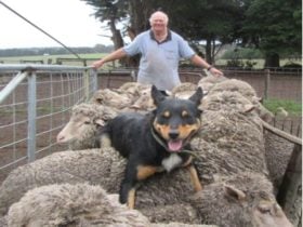 Rob's Shearing and Sheepdogs