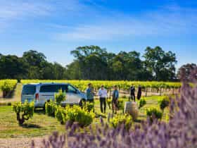 Walking through the vineyard