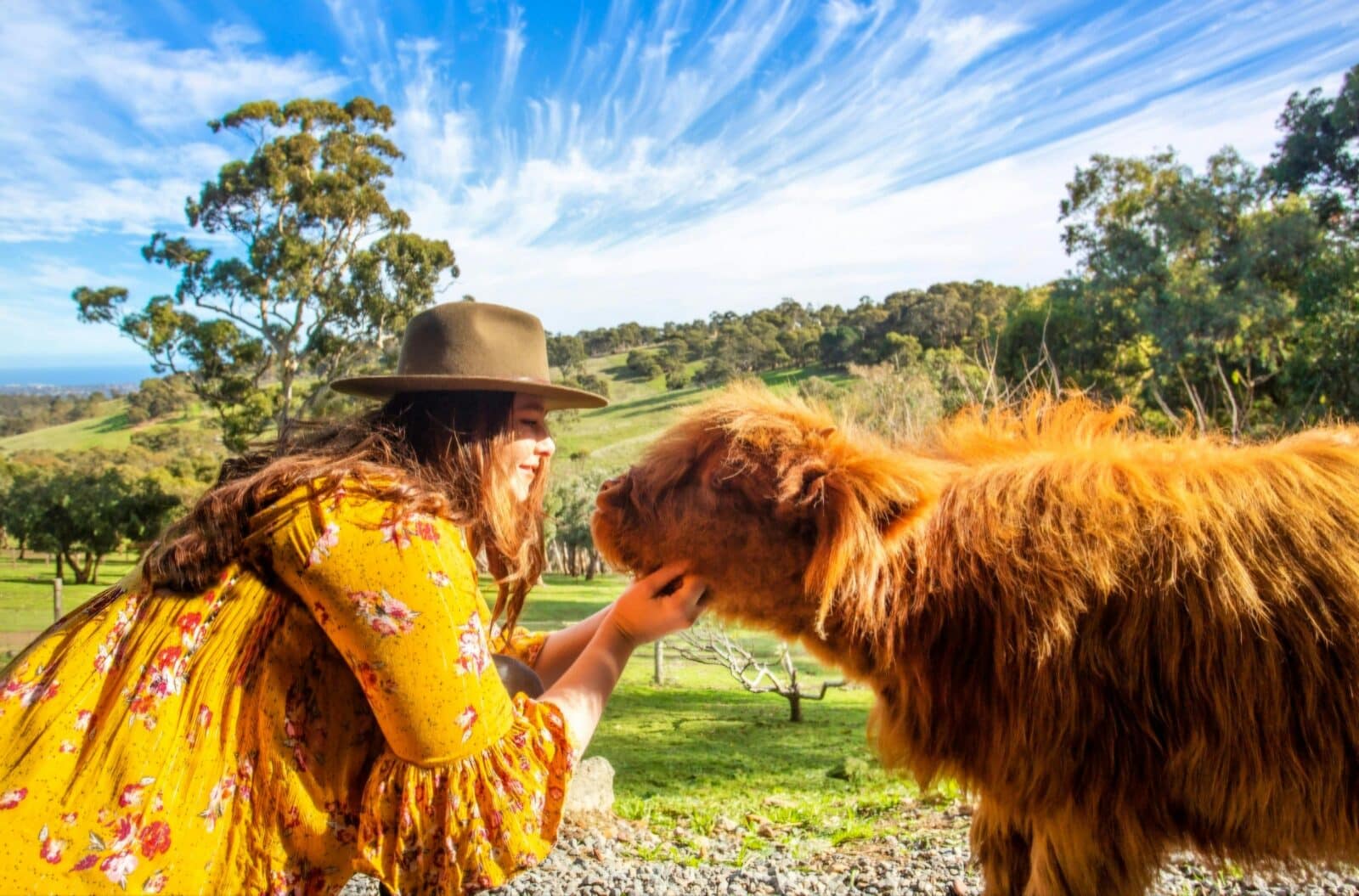 Highland Cow cuddle and experience
