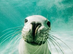 Seal