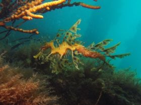 Leafy Seadragon at Rapid Bay