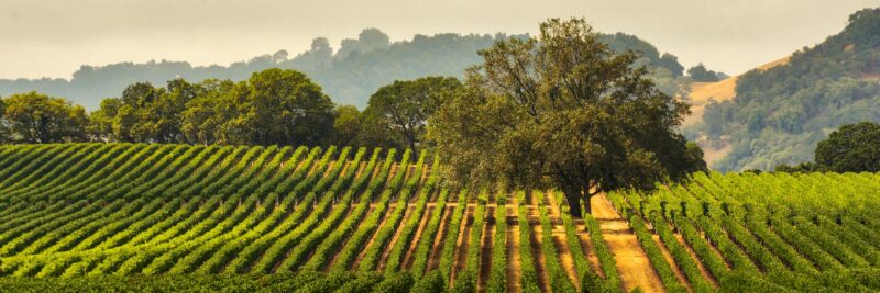 vineyards