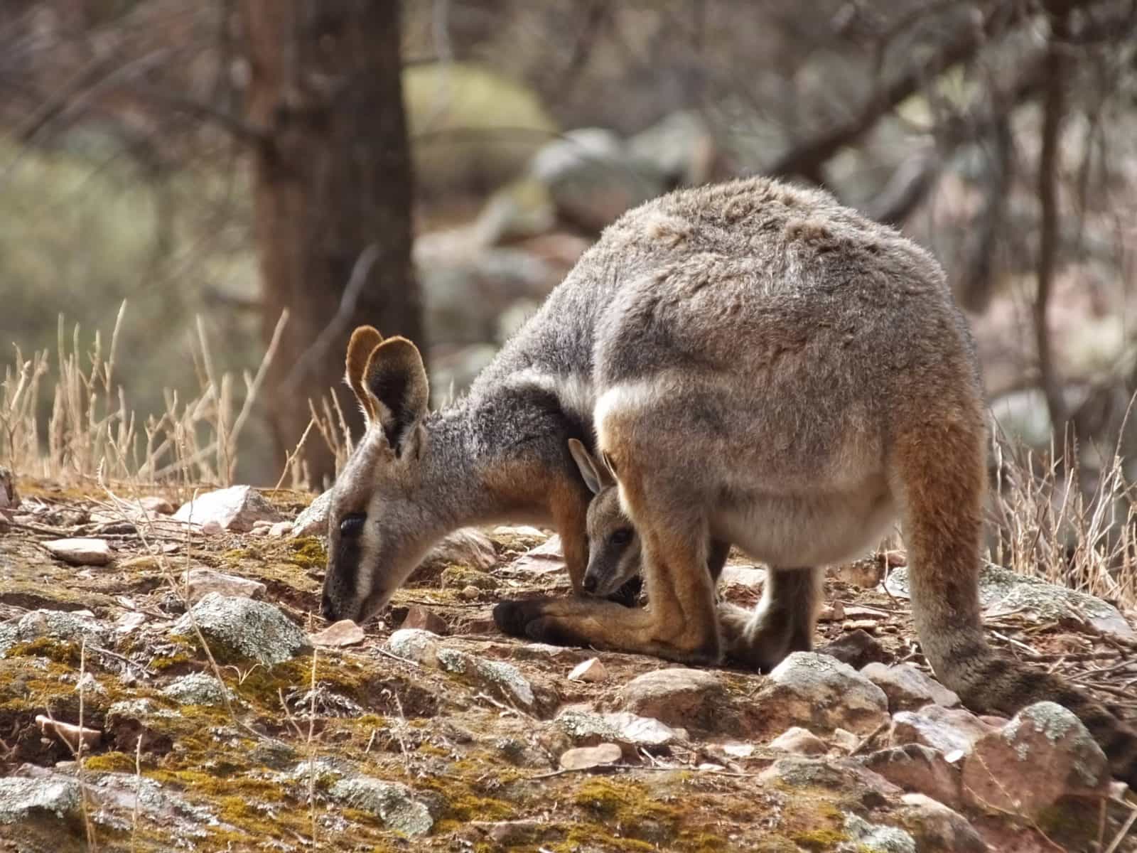 Yellow Footed Rock Wallaby with joey in pouch