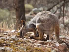 Yellow Footed Rock Wallaby with joey in pouch